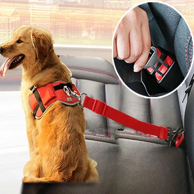 Golden retriever on a back seat with a red tether clipped from its harness to the seat-belt buckle
