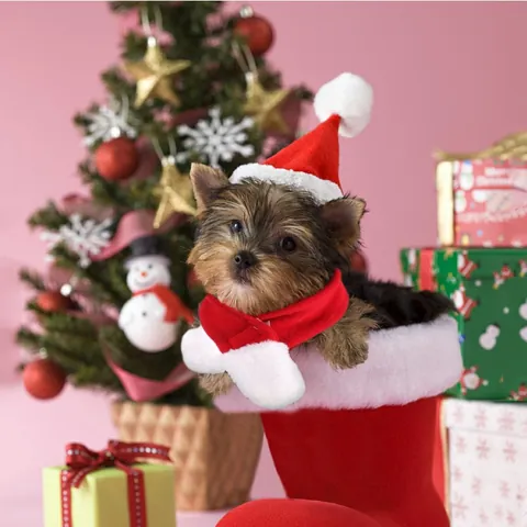 Yorkshire Terrier puppy wearing the red Santa hat and scarf, peeping out of a Christmas stocking