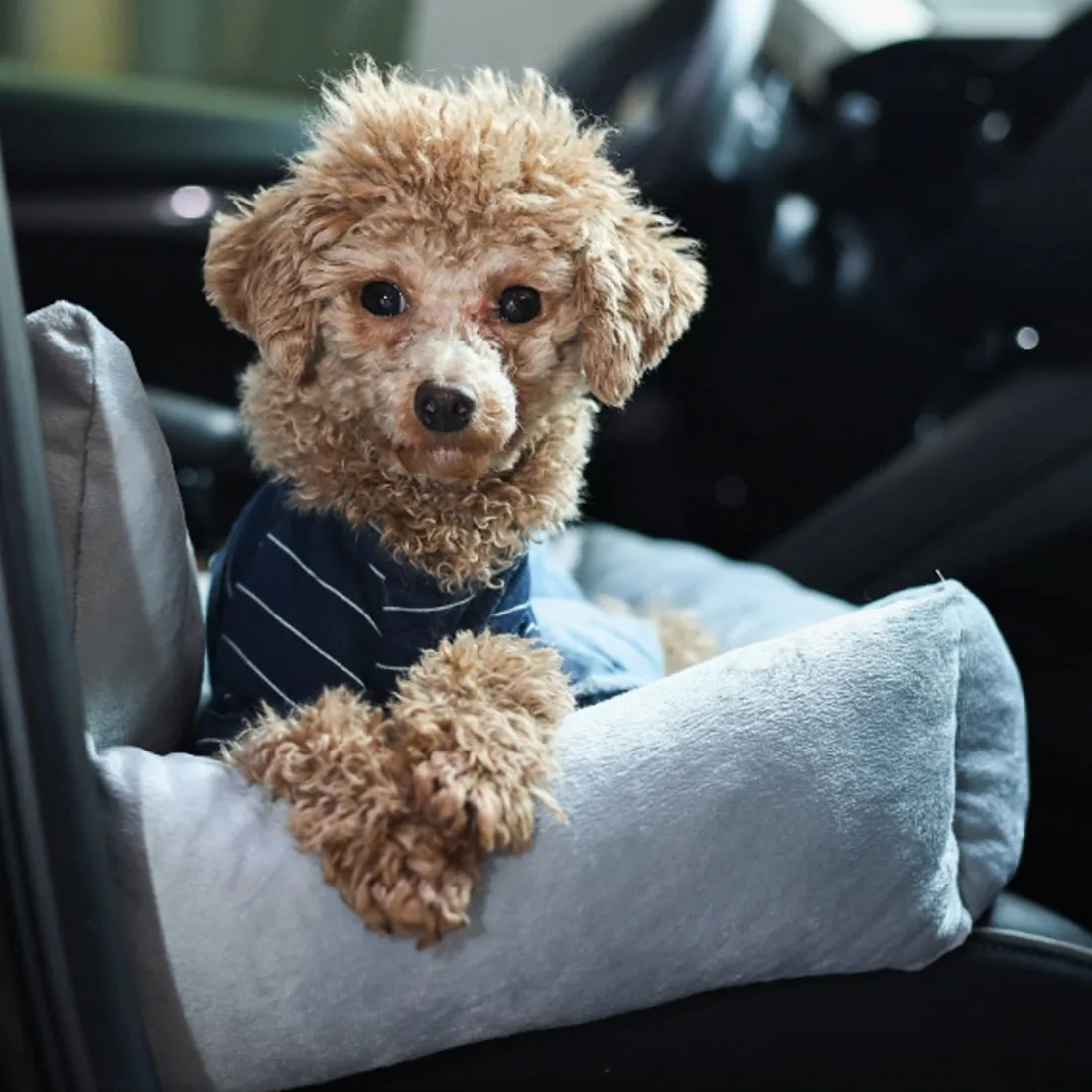 Toy poodle resting its paws on the padded side of the grey booster seat in a car