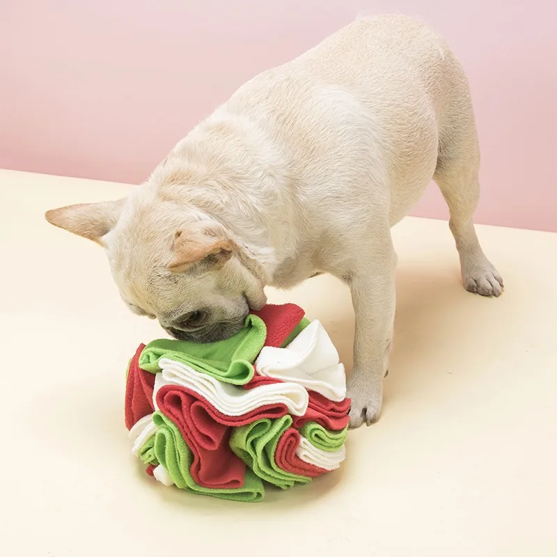 French Bulldog nosing into the red, white and green snuffle ball